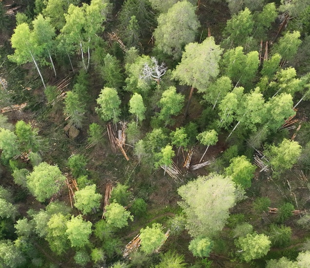 Ilmakuva metsästä, josssa tehty harvennus maata ja ajouran mittaus sekä runkoluvun tarkastus puulaji suhteissa.